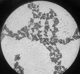 Separation and identification method of microorganism causing mildew of fermented chili