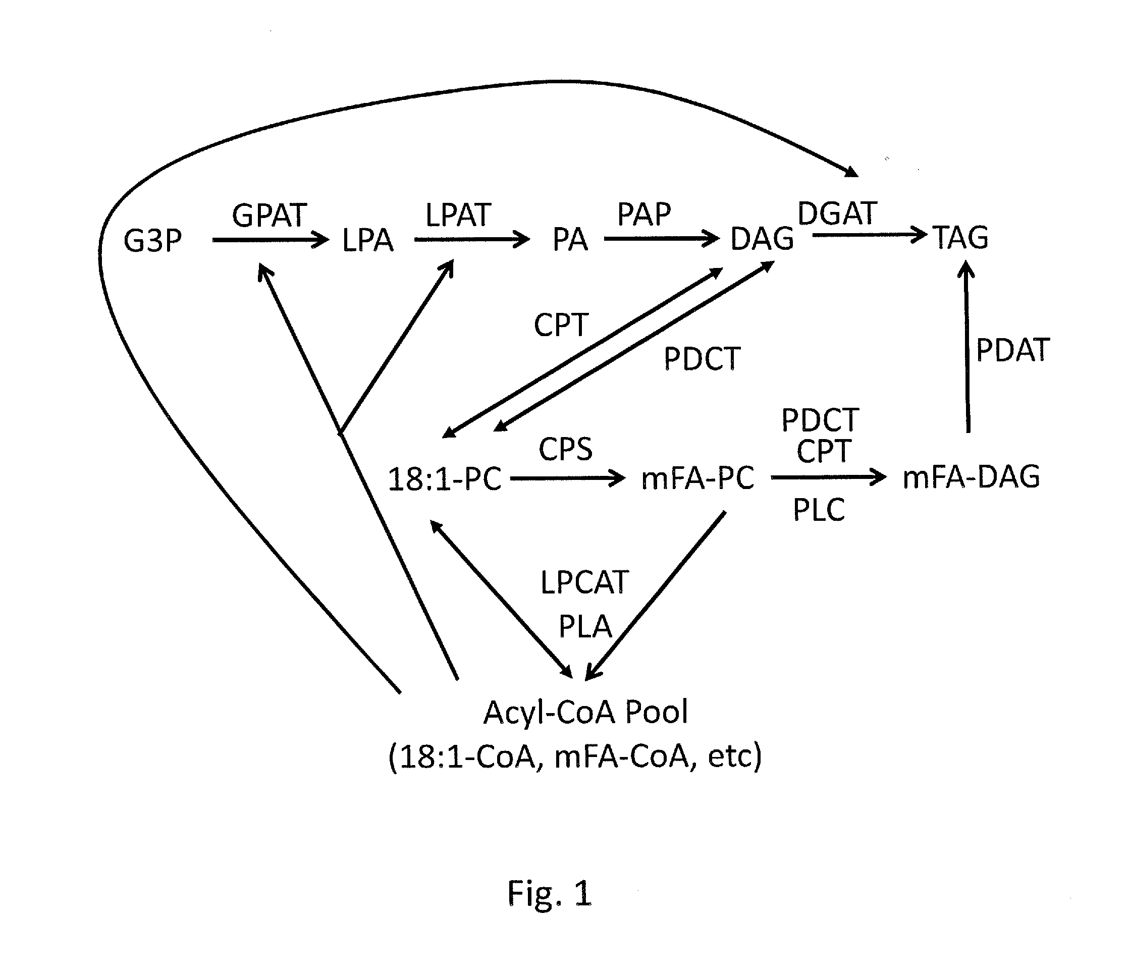 Engineering Cyclopropane Fatty Acid Accumulation in Plants