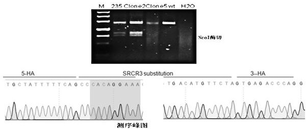 A kind of gene sequence and application thereof for effectively inhibiting type II prrsv infection