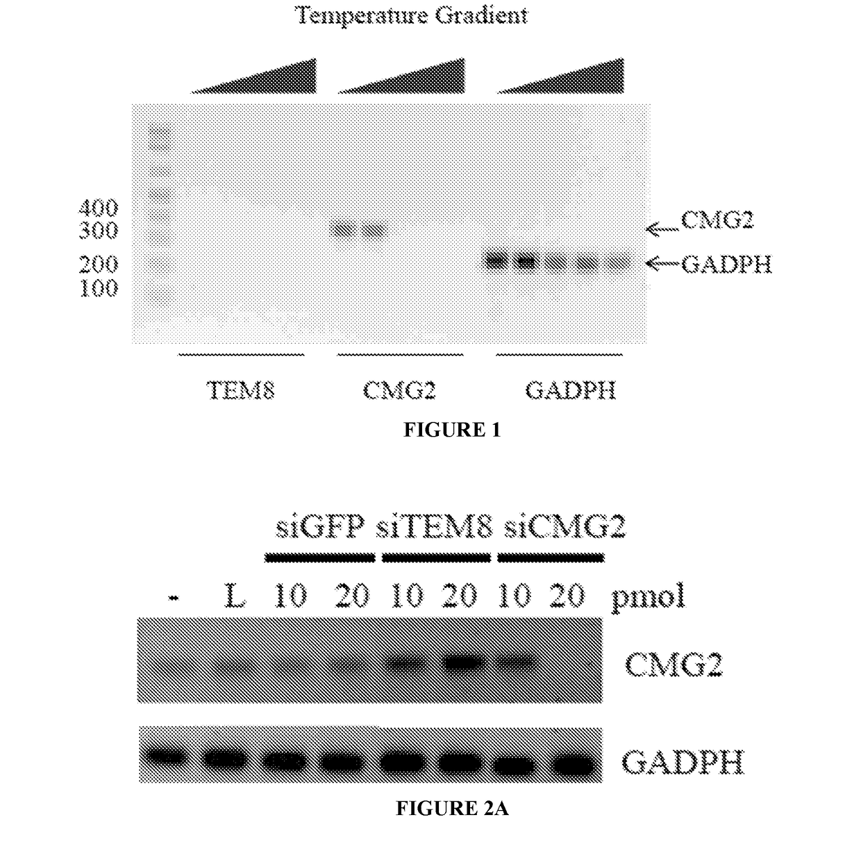 RNA interference-based therapeutic against anthrax