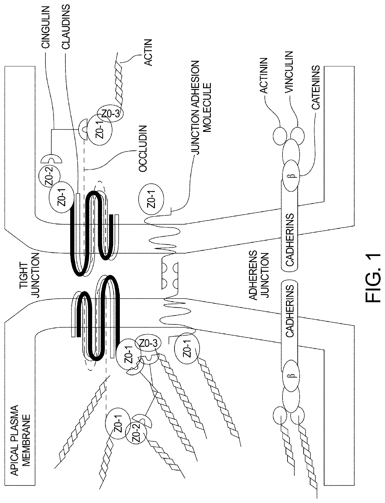 Dietary Supplement for Gastrointestinal Inflammation and Method for Making the Same