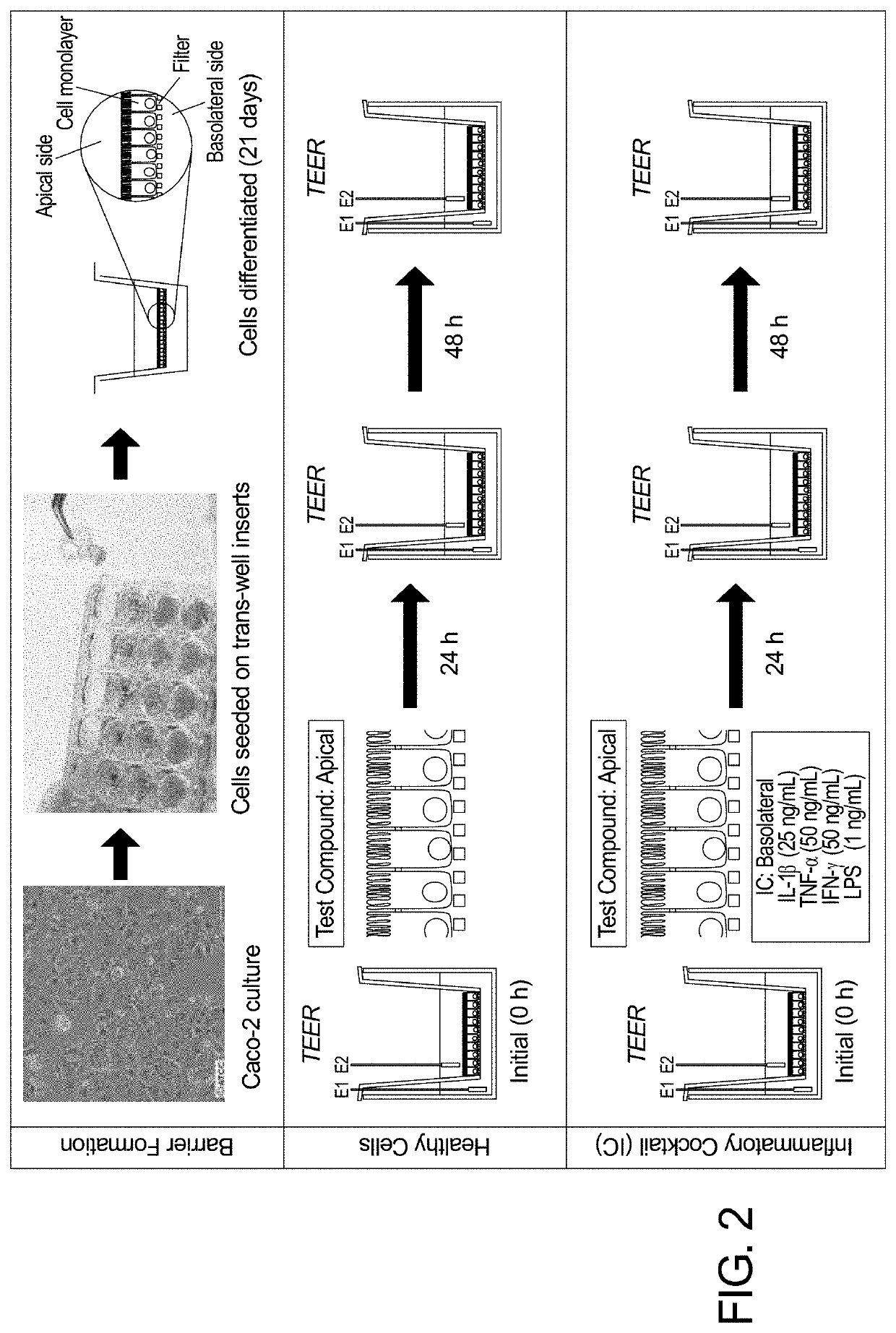 Dietary Supplement for Gastrointestinal Inflammation and Method for Making the Same