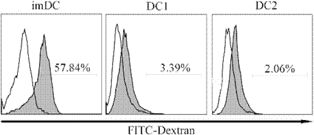 In vitro culture method for promoting maturation of dendritic cells and special culture medium for same