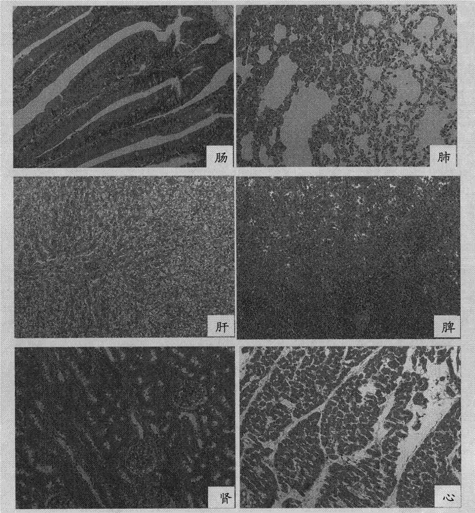 Protein bonded with rabbit hemorrhagic disease virus VP60 protein and application thereof