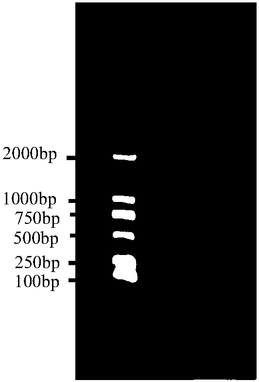 Method of preparing DNA probe, kit and application thereof