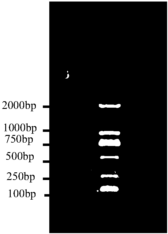 Method of preparing DNA probe, kit and application thereof