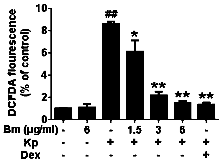 Application of bergenin in preparation of medicine for treating Klebsiella pneumoniae infection in vivo