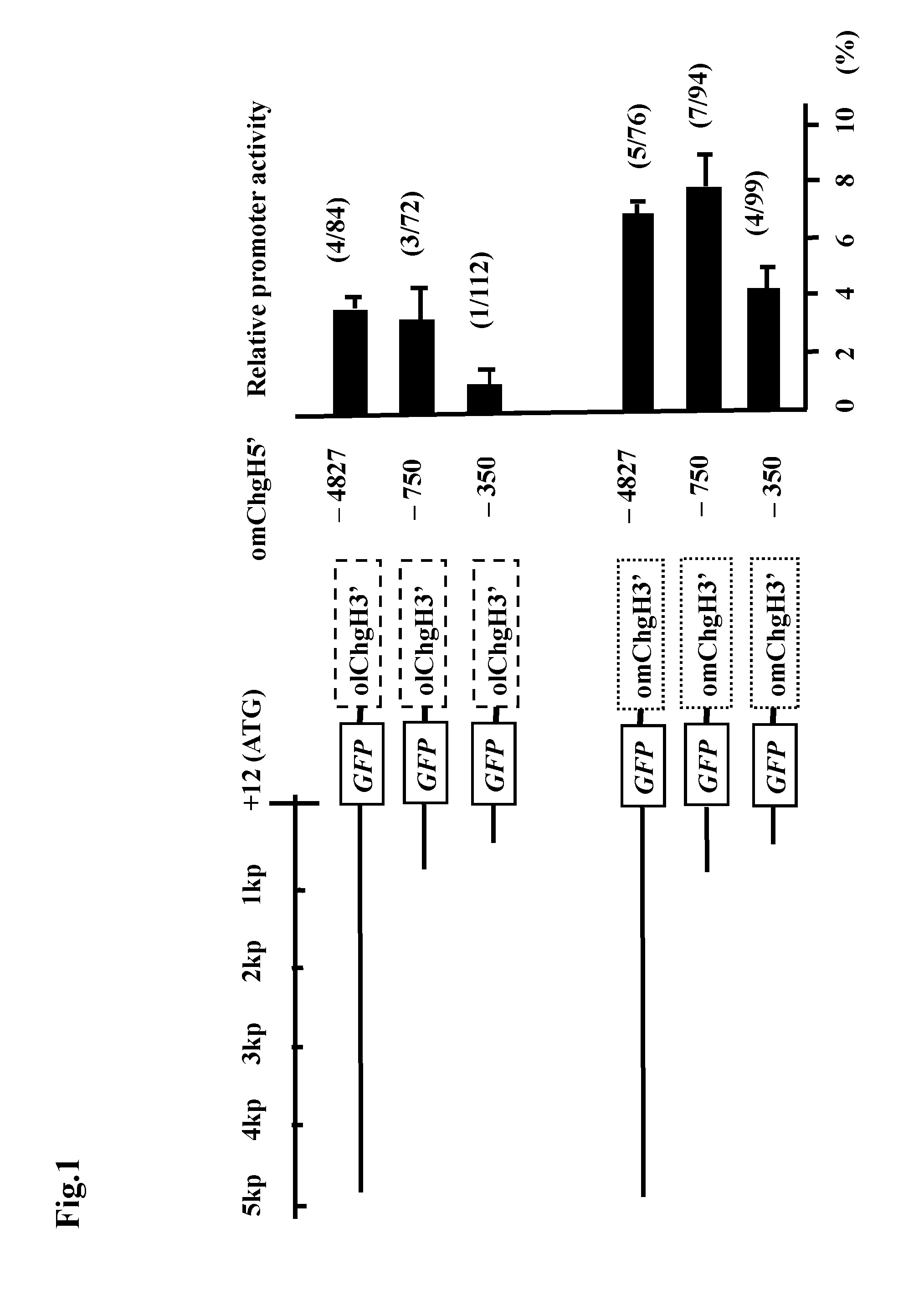 Transgenic fish and uses thereof