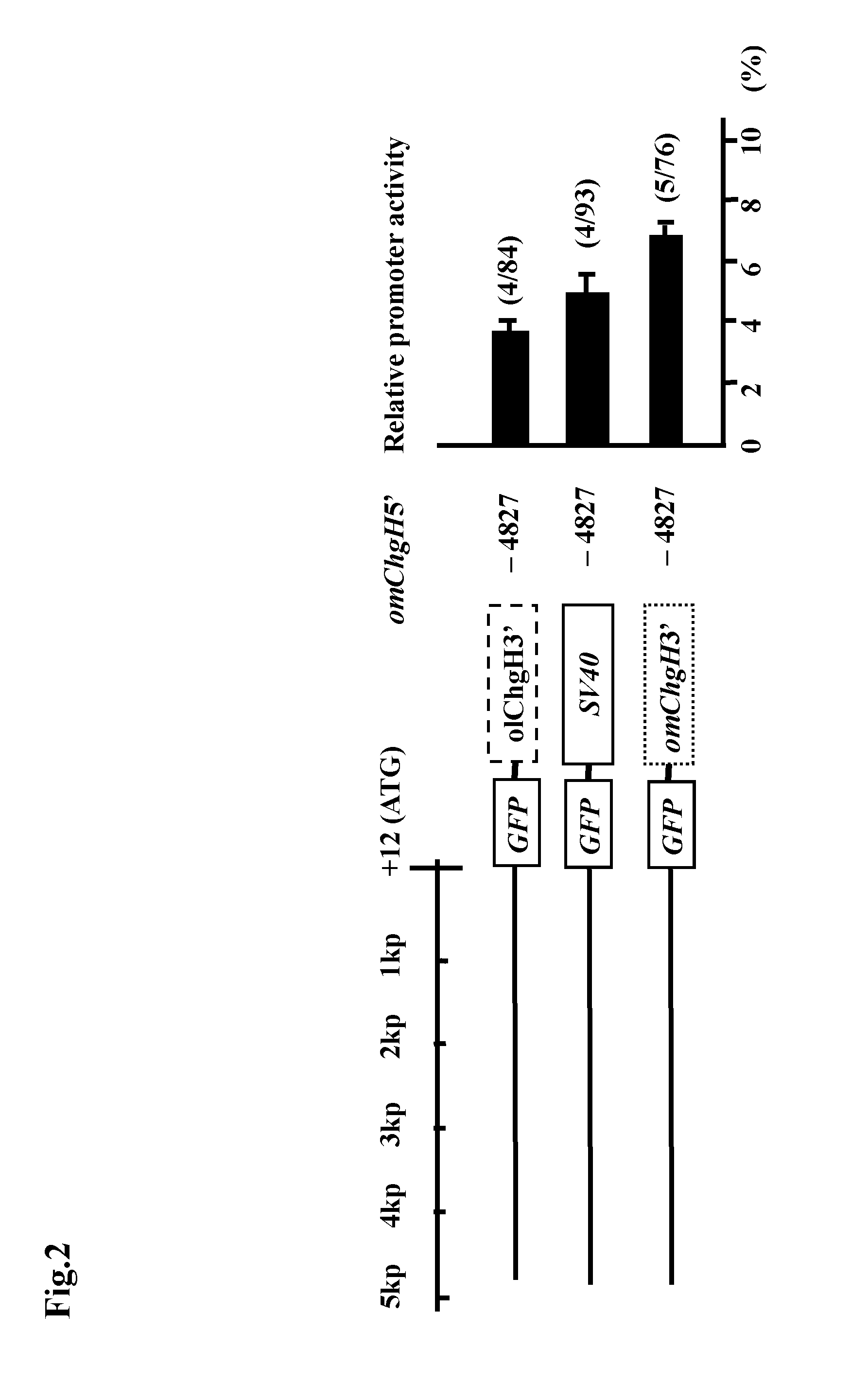 Transgenic fish and uses thereof