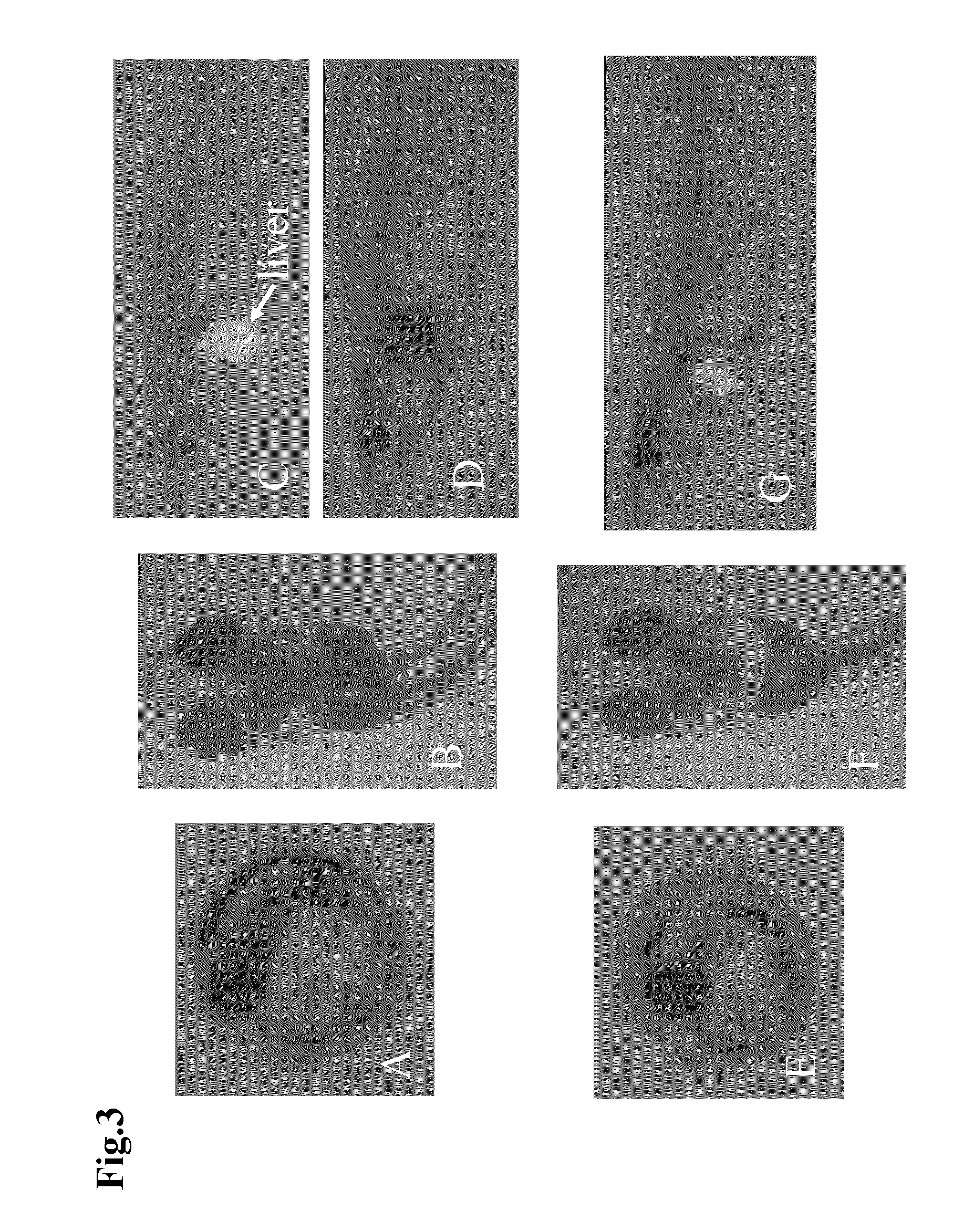 Transgenic fish and uses thereof