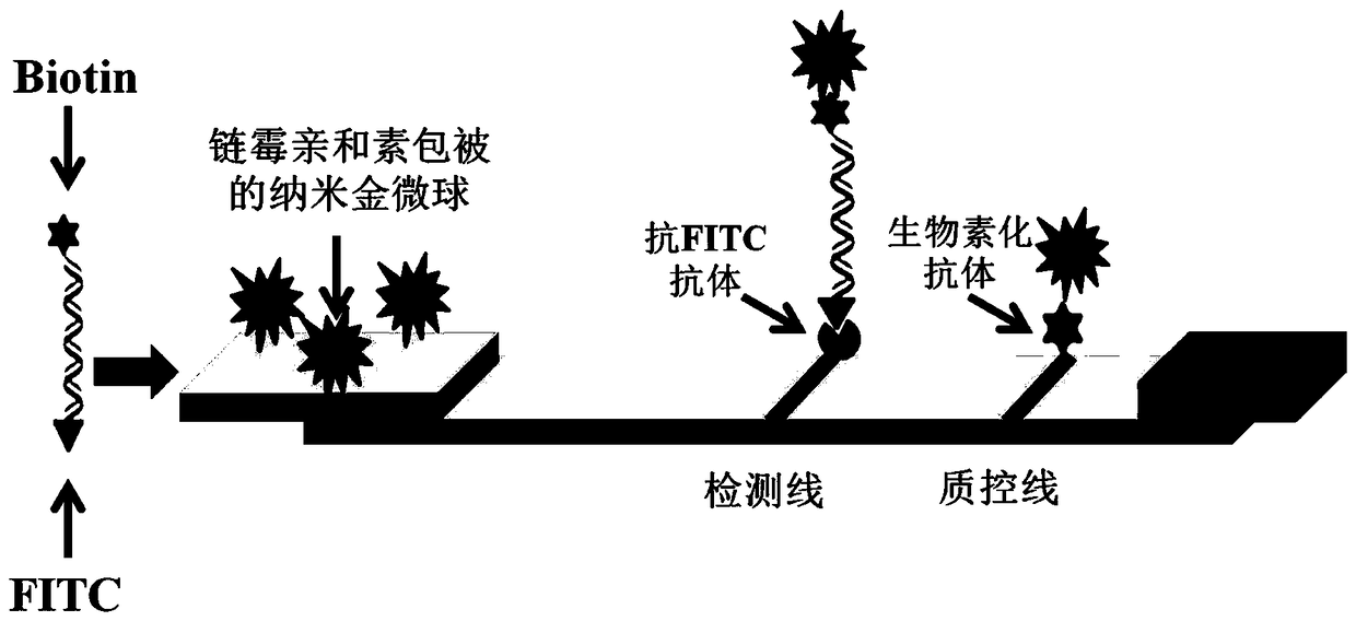 A rpa primer for detecting poultry adenovirus serotype 4 and its detection method