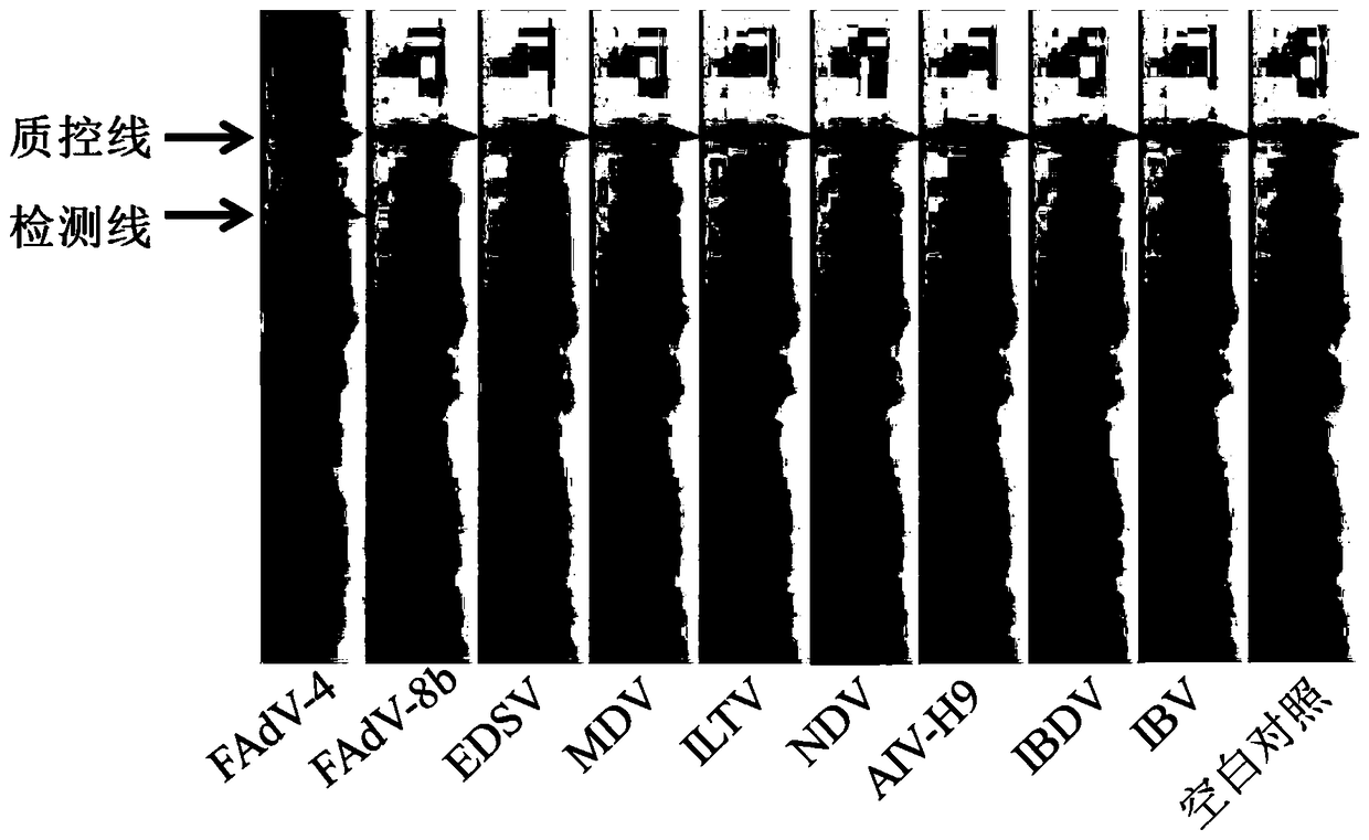 A rpa primer for detecting poultry adenovirus serotype 4 and its detection method