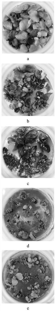 Tissue culture and rapid propagation method of cynanchum glaucescens