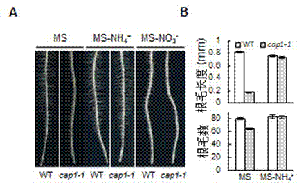 Application of arabidopsis thaliana At5g61350 gene to aspect of root system development