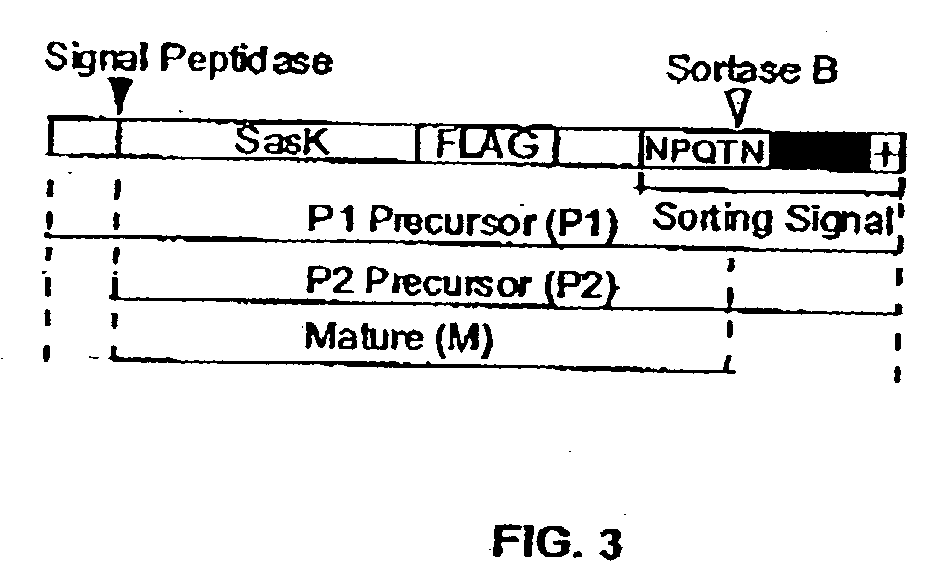 Methods and compositions involving sortase B