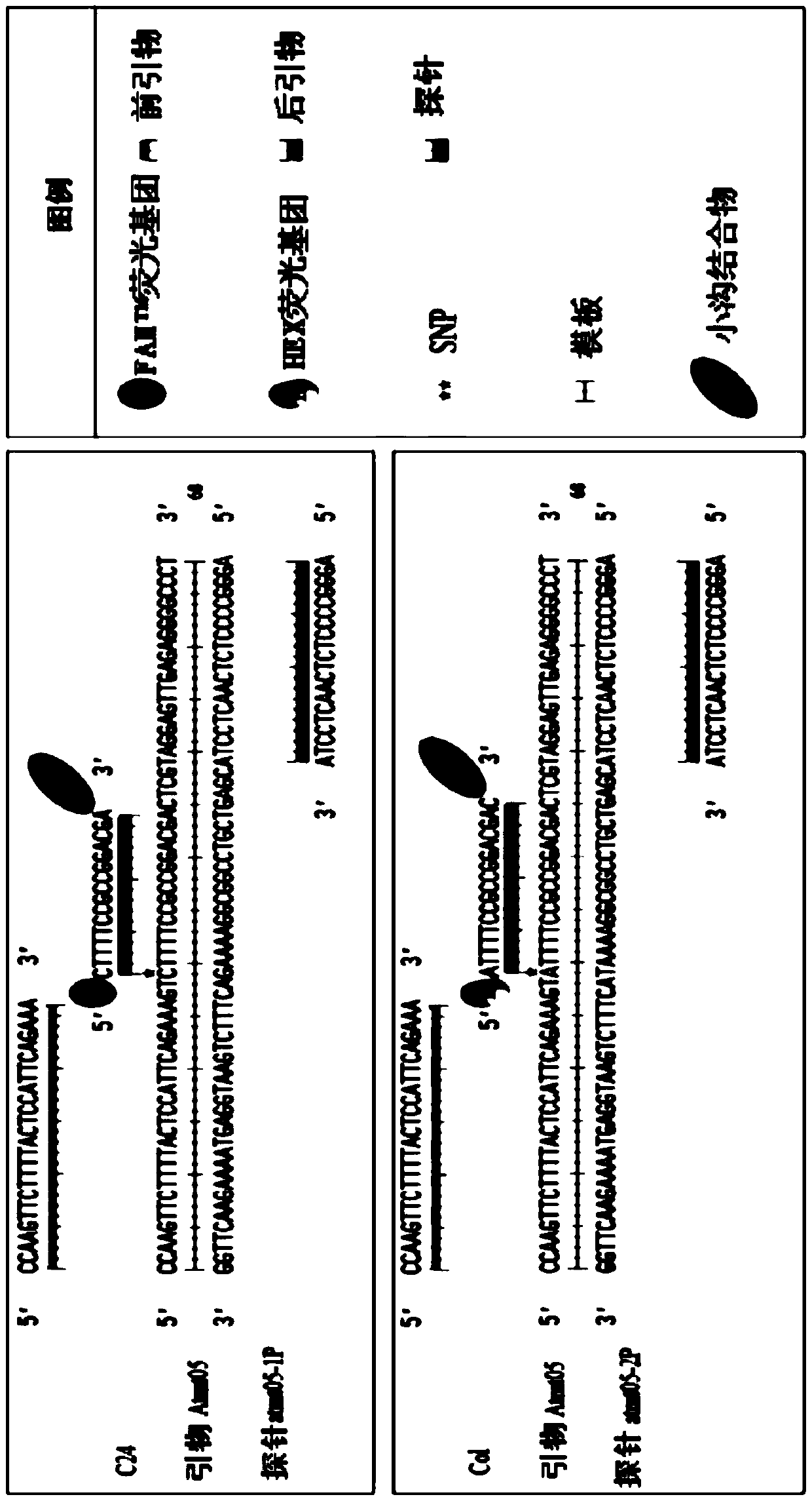 Method and equipment for detecting cytoplasmic inheritance