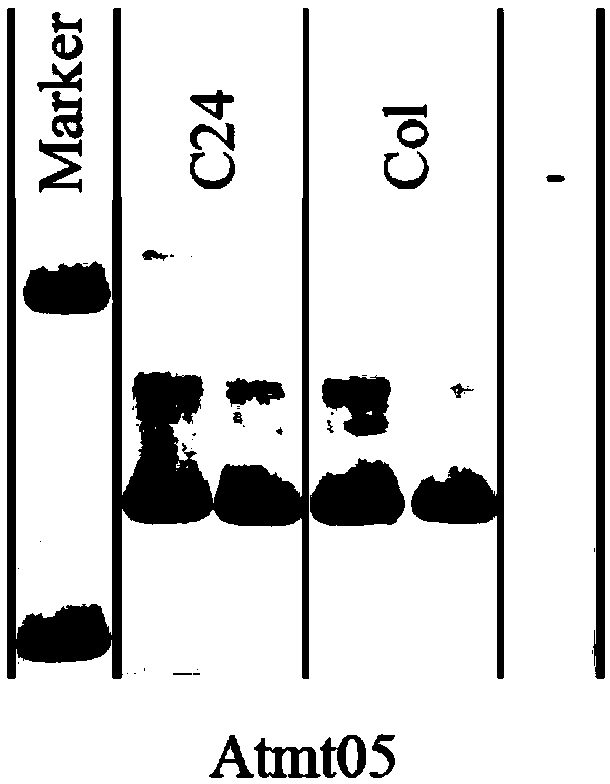 Method and equipment for detecting cytoplasmic inheritance