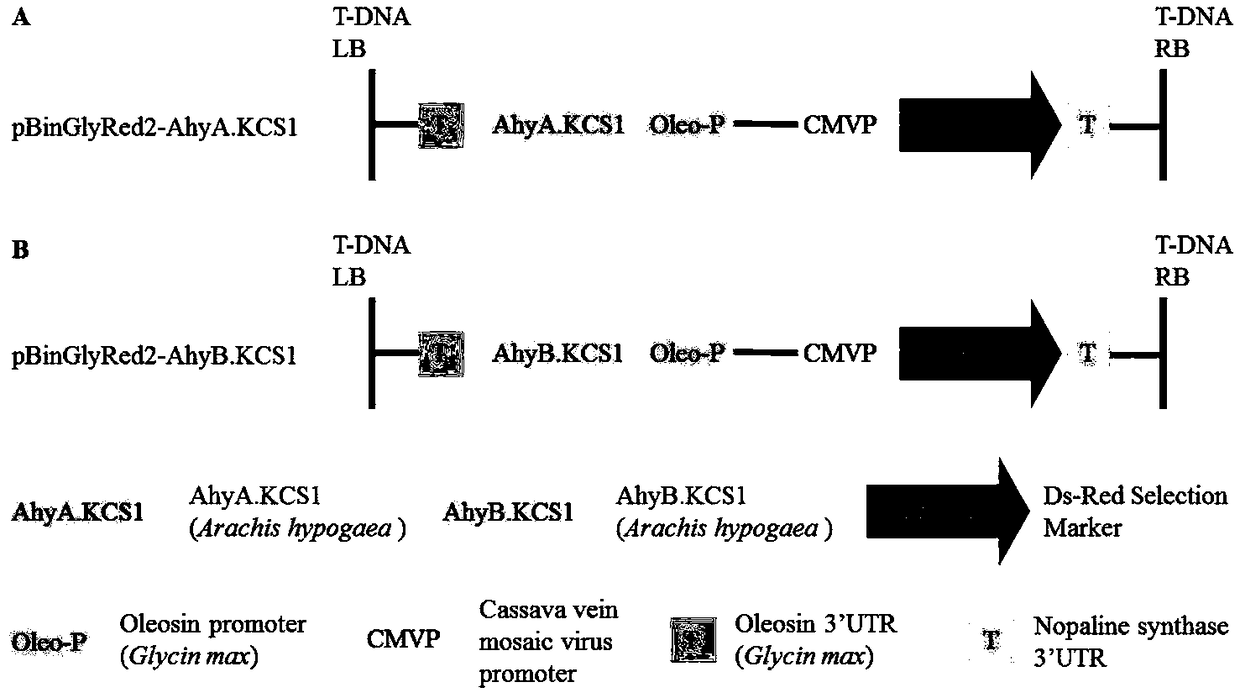 Application of polypeptide in improvement of content of very long chain fatty acids in plants