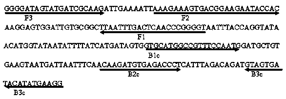 LAMP visual rapid detection kit of silkworm pathogenic micro spore worms and detection method thereof