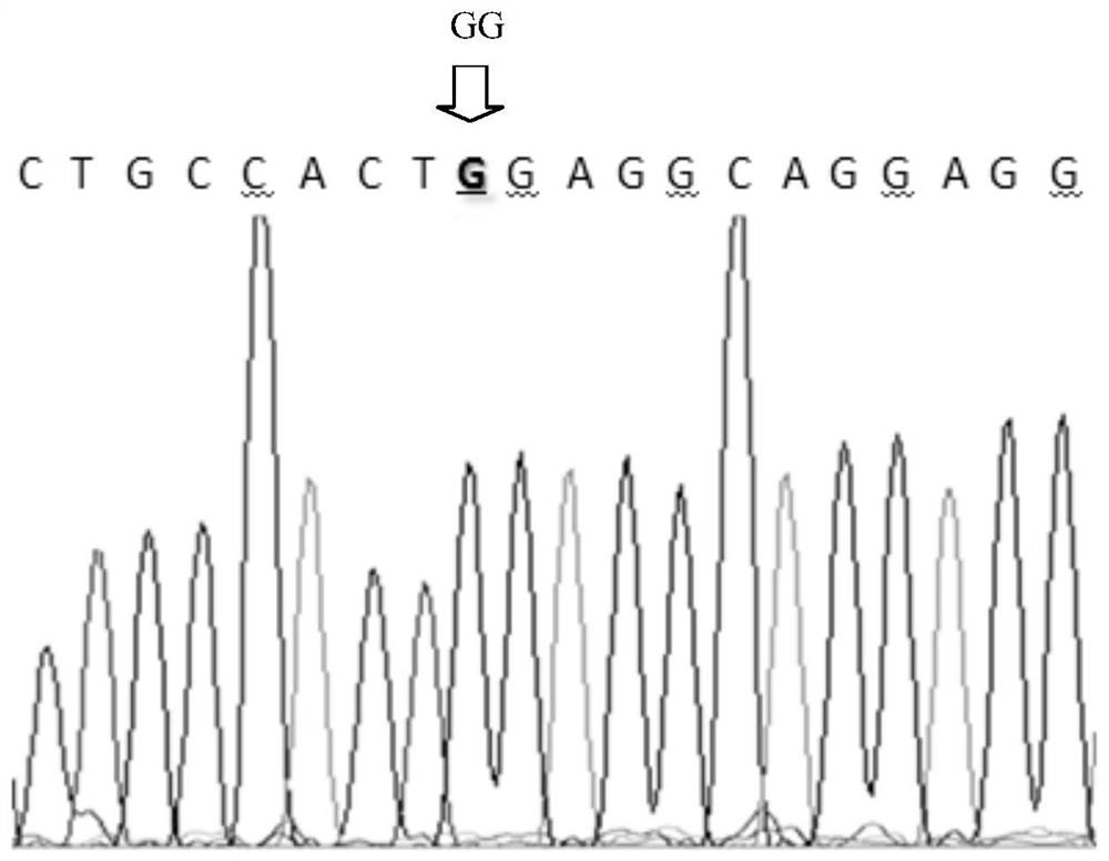 A kind of duck egg shell color-related molecular marker and its application