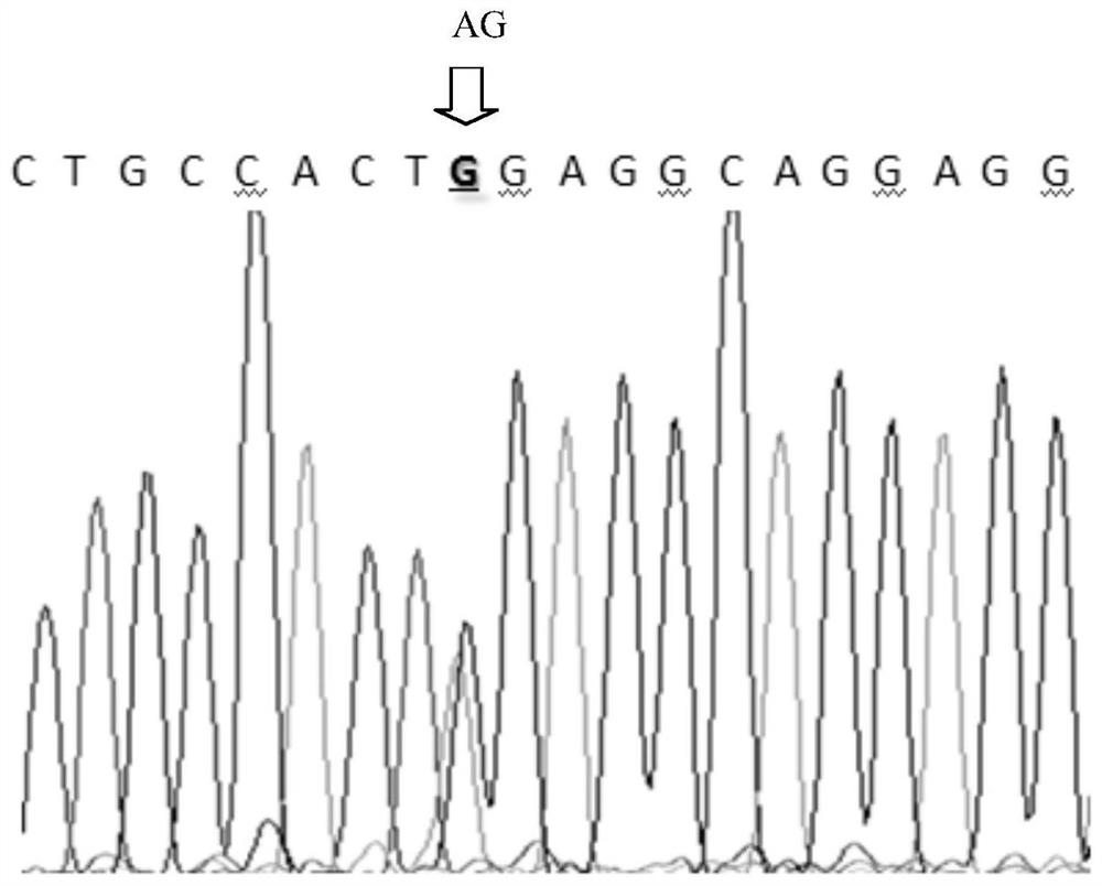 A kind of duck egg shell color-related molecular marker and its application