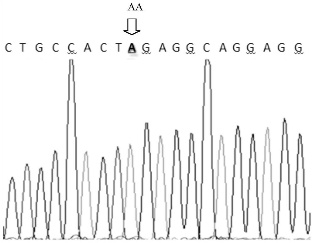 A kind of duck egg shell color-related molecular marker and its application