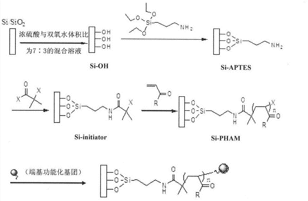 Environment-friendly preparation method of multi-hydroxyl polymer molecular brush