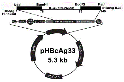 Construction method of vlp vaccine presenting il-33 for active immunotherapy of chronic asthma