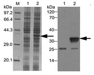 Construction method of vlp vaccine presenting il-33 for active immunotherapy of chronic asthma