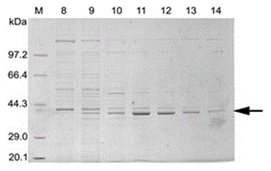 Construction method of vlp vaccine presenting il-33 for active immunotherapy of chronic asthma