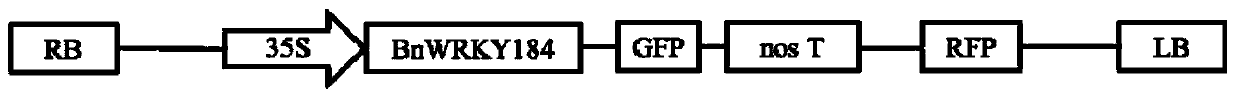 Rape transcription factor BnWRKY184, cloning method, carrier, host cell and application