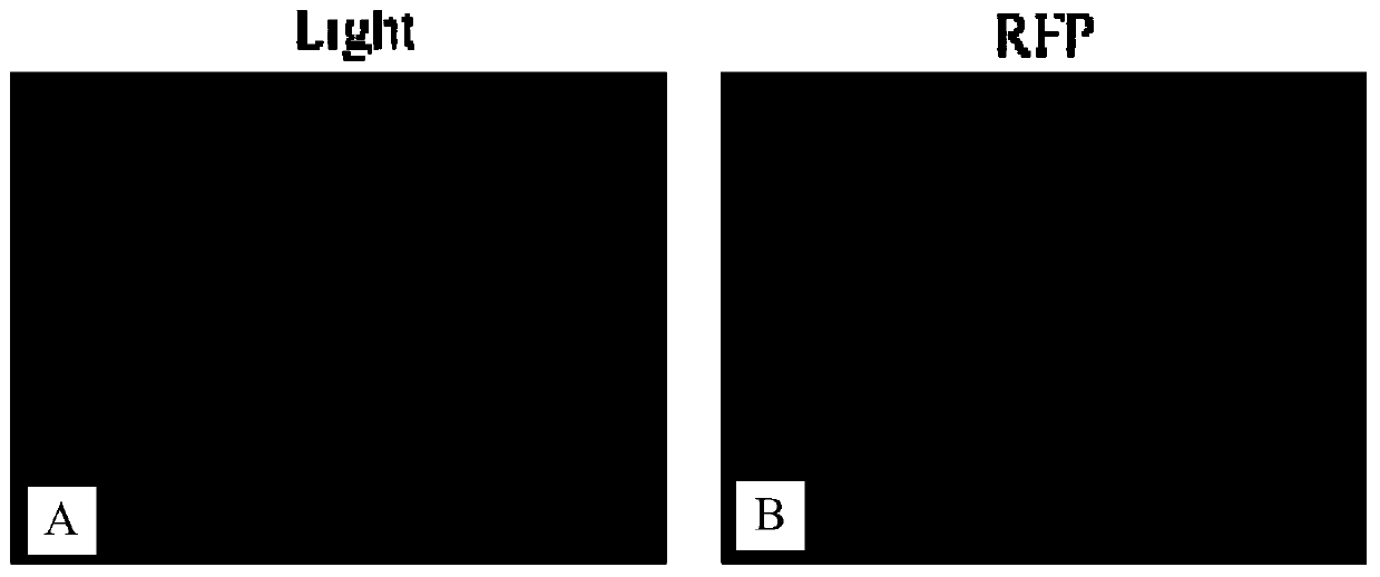 Rape transcription factor BnWRKY184, cloning method, carrier, host cell and application