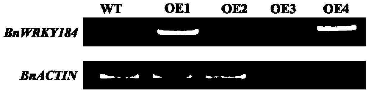 Rape transcription factor BnWRKY184, cloning method, carrier, host cell and application