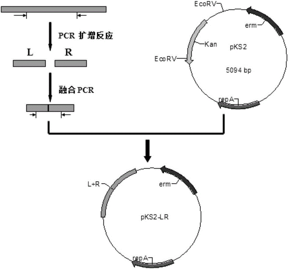 Bacillus subtilis recombinant strain as well as preparation method and application thereof