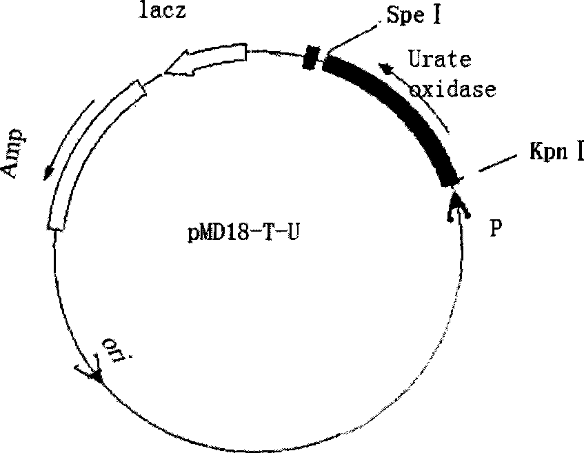 Uricoxidase gene recombination plasmid, genetic engineering bacteria and their preparation