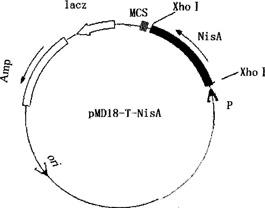 Uricoxidase gene recombination plasmid, genetic engineering bacteria and their preparation