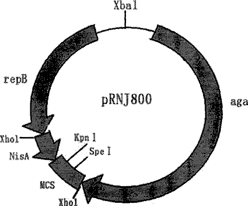 Uricoxidase gene recombination plasmid, genetic engineering bacteria and their preparation