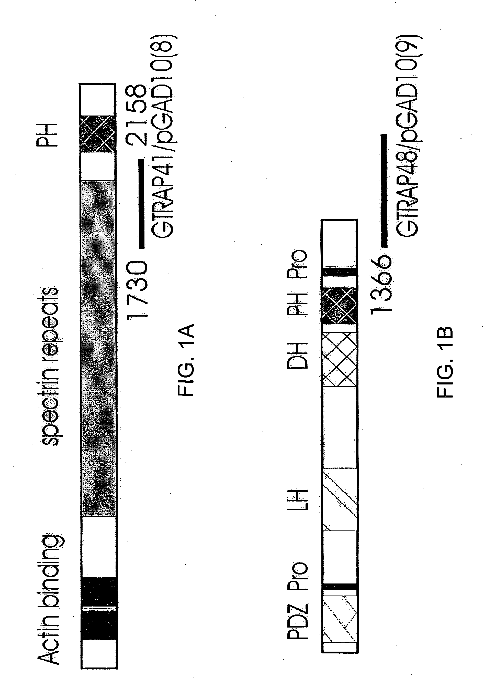 Glutamate transporter associated proteins and methods of use thereof