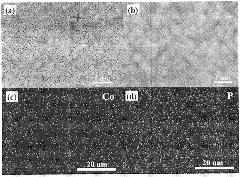 Modified BiFeO3 thin film photoelectrode adopting cobaltous phosphate promoter and preparation method thereof