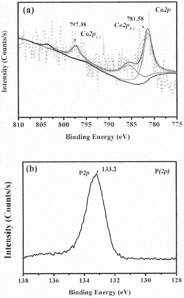 Modified BiFeO3 thin film photoelectrode adopting cobaltous phosphate promoter and preparation method thereof