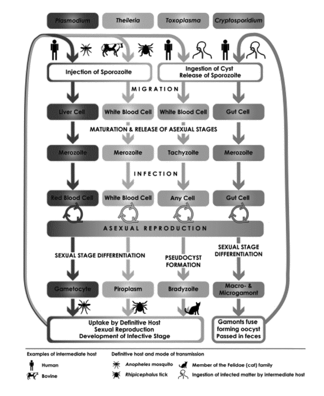 Vaccines against apicomplexan pathogens