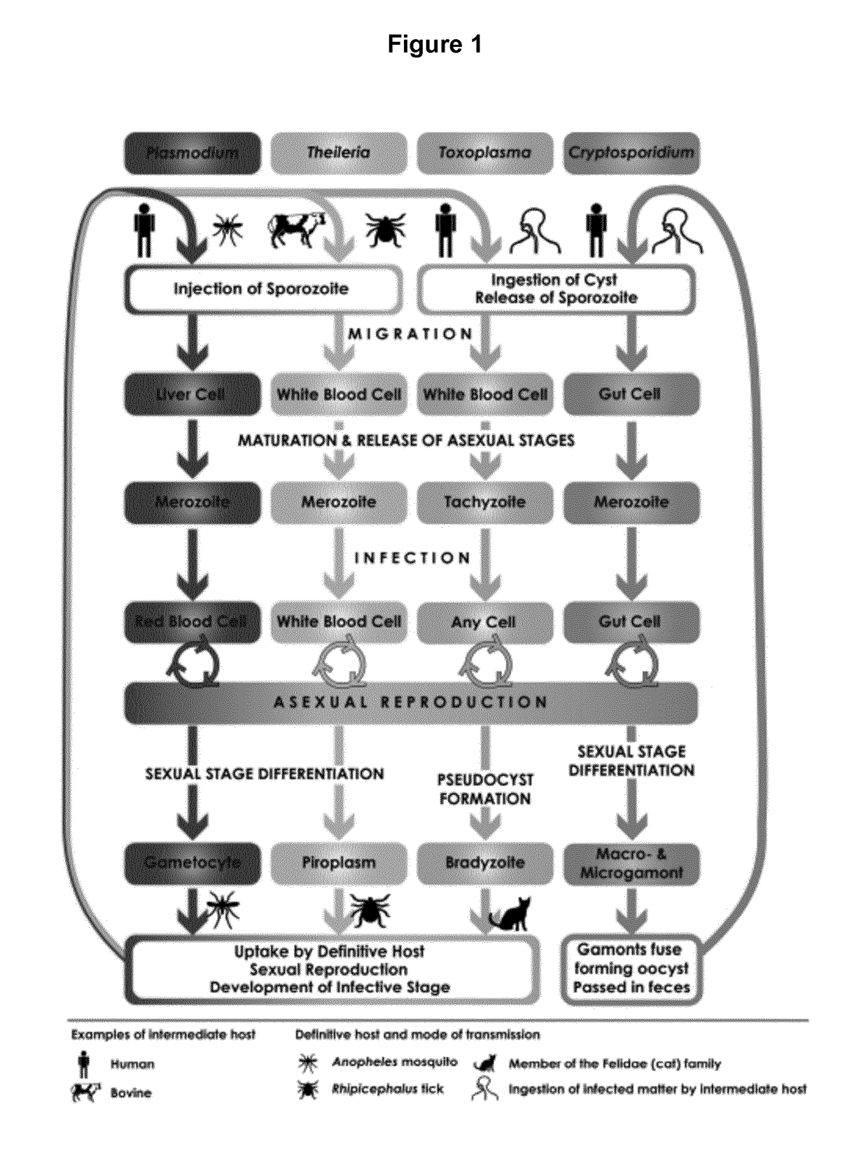 Vaccines against apicomplexan pathogens