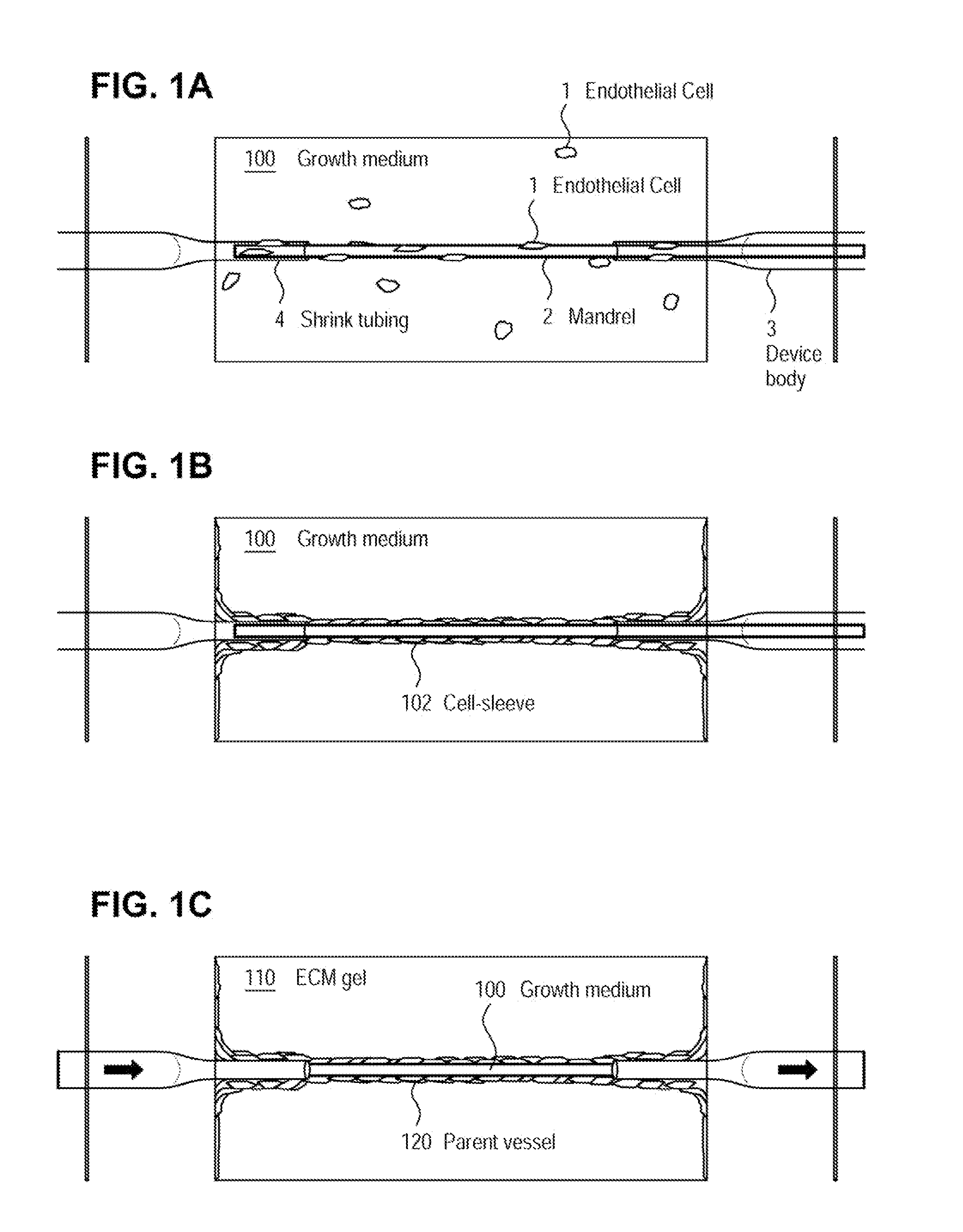 Method  for Creating Perfusable Microvessel Systems