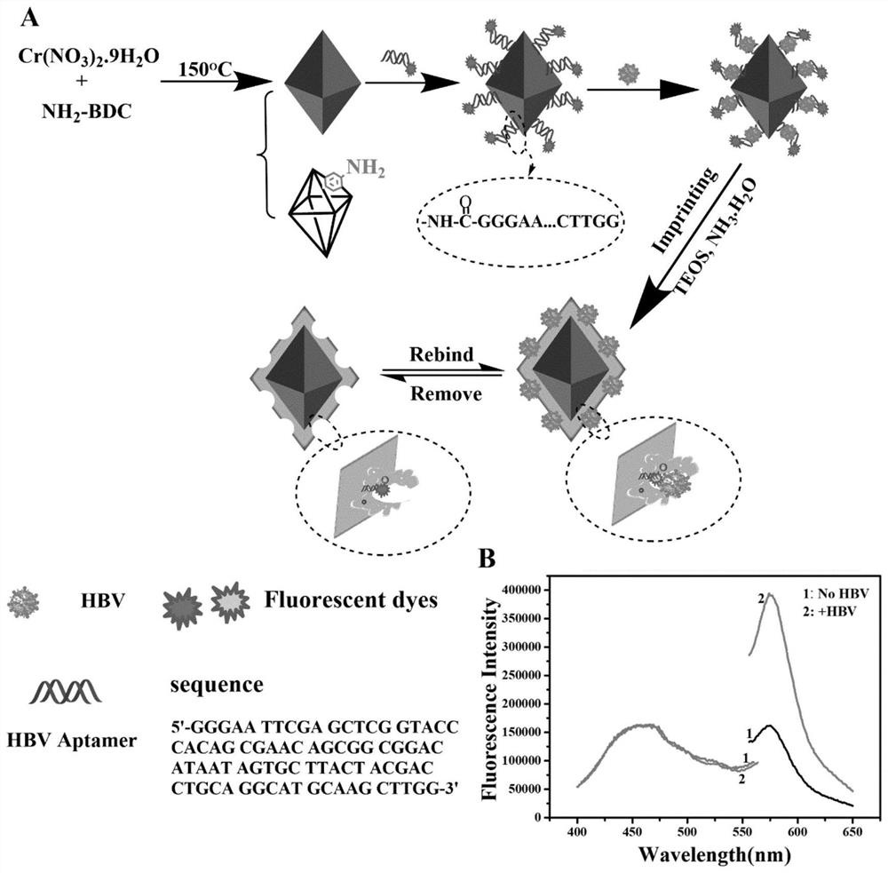 Preparation method and application of molecular imprinting ratio type fluorescence sensor for detecting hepatitis B virus