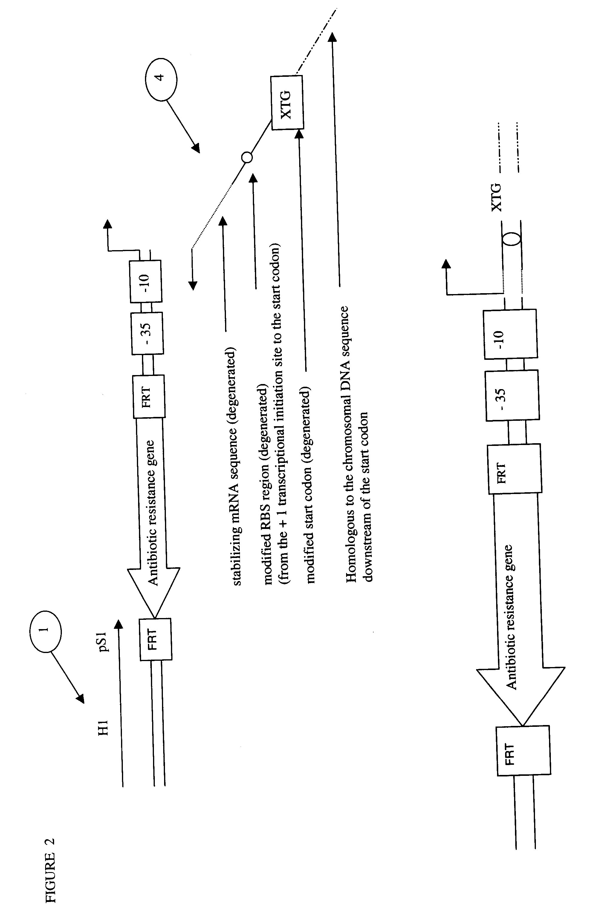 Method of Creating a Library of Bacterial Clones with Varying Levels of Gene Expression