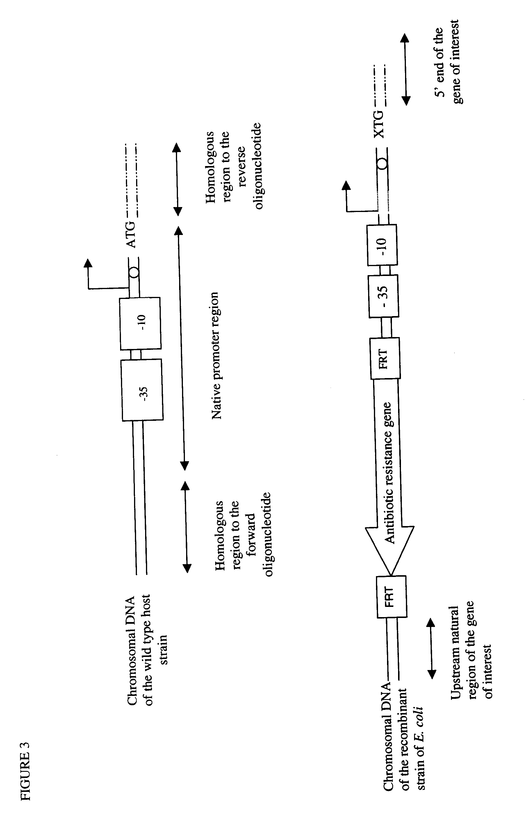 Method of Creating a Library of Bacterial Clones with Varying Levels of Gene Expression