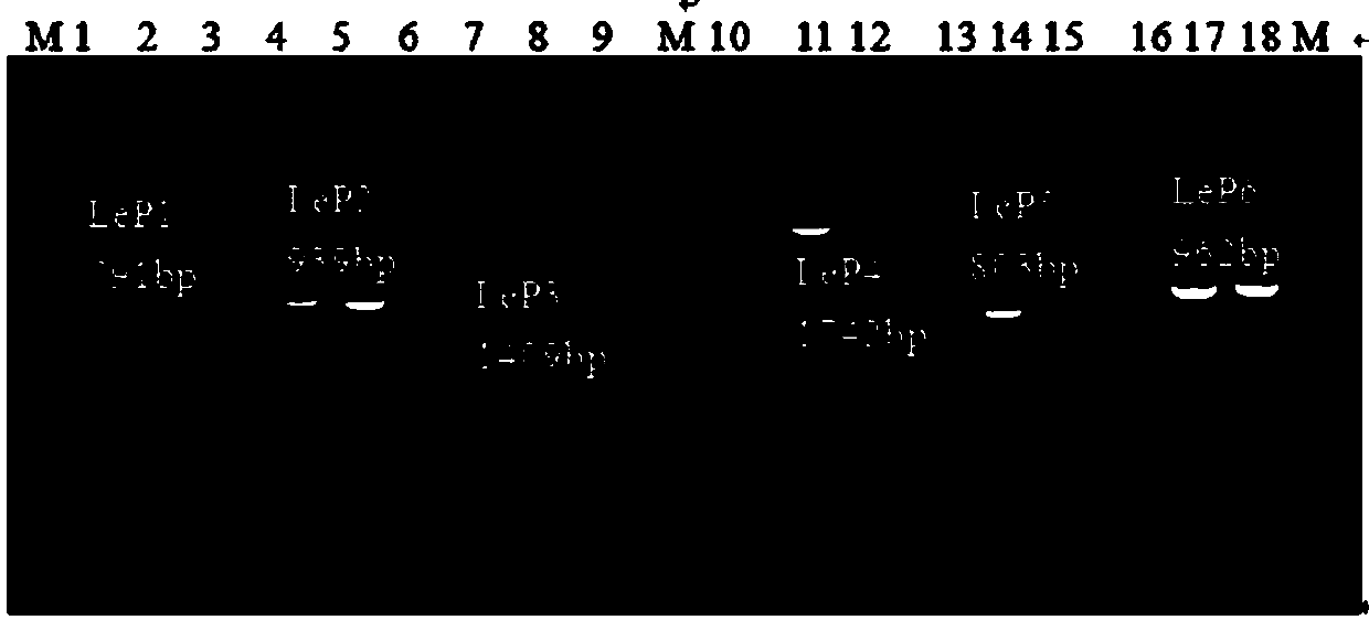 Mushroom strain Nongxiang No. 5 applicable to industrial cultivation and molecular identification method thereof