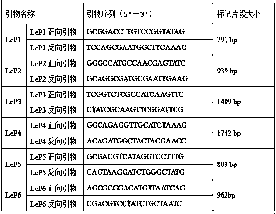 Mushroom strain Nongxiang No. 5 applicable to industrial cultivation and molecular identification method thereof