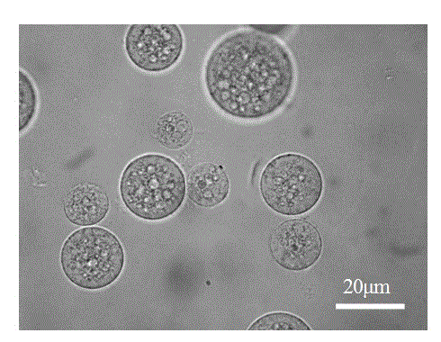 Nanometer composite porous gel microsphere and preparation method thereof