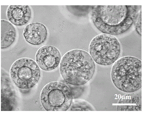 Nanometer composite porous gel microsphere and preparation method thereof